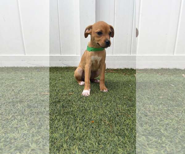 Medium Photo #1 Boxer-Unknown Mix Puppy For Sale in Pompano Beach , FL, USA