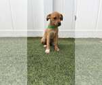 Small Boxer Mix