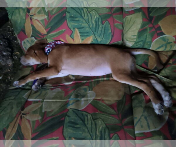 Medium Photo #5 Labrador Retriever-Unknown Mix Puppy For Sale in Sheboygan, WI, USA