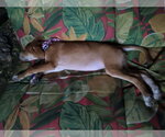 Small #4 Labrador Retriever Mix