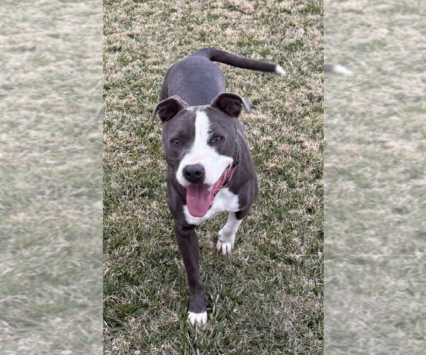 Medium Photo #1 American Pit Bull Terrier-American Staffordshire Terrier Mix Puppy For Sale in Brewster, NY, USA