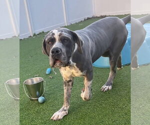 Daniff Dogs for adoption in Alexander, AR, USA