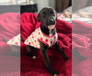 American Pit Bull Terrier-Labrador Retriever Mix Dogs for adoption in Rustburg, VA, USA