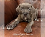 Small Photo #3 Cane Corso Puppy For Sale in LA PLATA, MD, USA