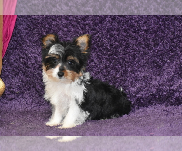 Medium Photo #3 Yorkshire Terrier Puppy For Sale in ELDORADO, OH, USA