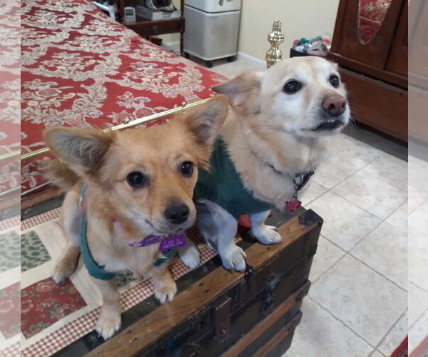 Medium Photo #4 Chiweenie Puppy For Sale in HOUSTON, TX, USA
