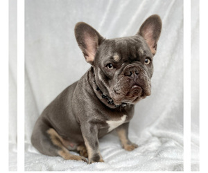 Mother of the French Bulldog puppies born on 01/28/2023