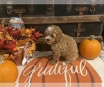 Small #3 Cavapoo