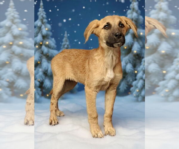 Medium Photo #1 Mutt Puppy For Sale in Royal Palm Beach, FL, USA