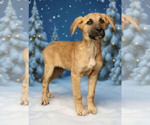 Mutt Dogs for adoption in Royal Palm Beach, FL, USA