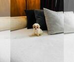 Small #2 Maltipoo