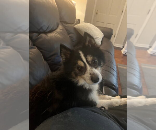 Medium Photo #3 Pomsky Puppy For Sale in South Bend, IN, USA