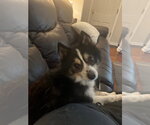 Small #2 Pomsky