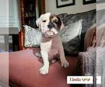 Small Photo #6 Victorian Bulldog Puppy For Sale in DURHAM, CT, USA