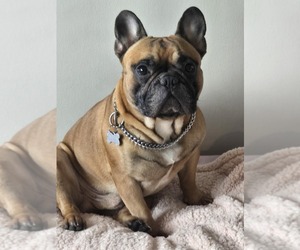Father of the French Bulldog puppies born on 07/17/2026