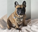 Small Photo #1 French Bulldog Puppy For Sale in EDISON, NJ, USA