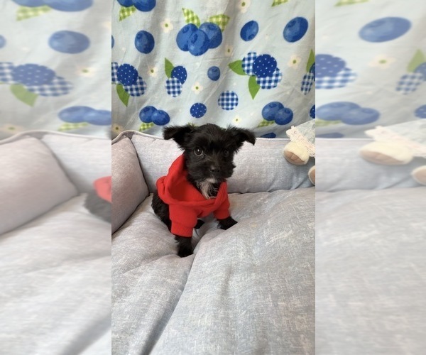 Medium Photo #1 Yorkiepoo mix (+ Poodle Toy) Puppy For Sale in FENTON, MI, USA