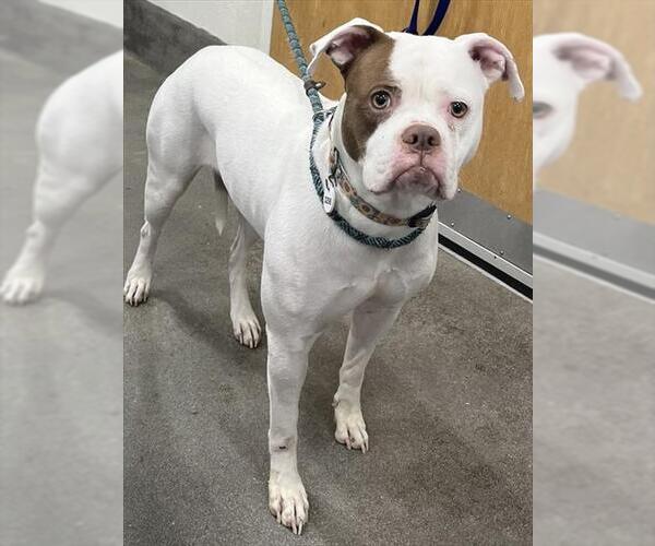 Medium Photo #1 American Bulldog-Unknown Mix Puppy For Sale in Forestville, MD, USA