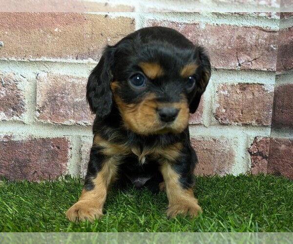 Medium Photo #6 Cavalier King Charles Spaniel Puppy For Sale in MOBERLY, MO, USA