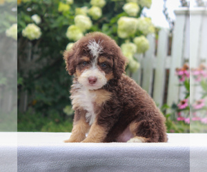 Bernedoodle-Poodle (Miniature) Mix Puppy for sale in NARVON, PA, USA