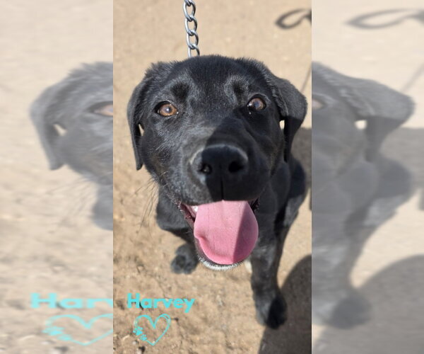 Medium Photo #1 Labrador Retriever Puppy For Sale in Monte Vista, CO, USA