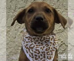 Small #2 Labrador Retriever Mix