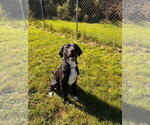 Small Photo #2 Mutt Puppy For Sale in Muskegon, MI, USA
