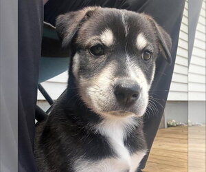 Labsky Dogs for adoption in Alexander, AR, USA