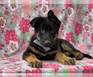 German Shepherd Dog Puppy for sale in LANCASTER, PA, USA