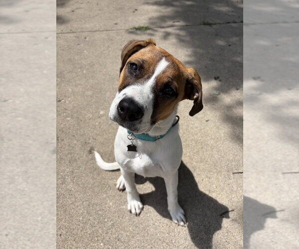 Medium Photo #3 Mutt Puppy For Sale in Mundelein, IL, USA