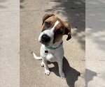Small #2 Mutt