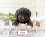 Puppy Pink Miniature Bernedoodle