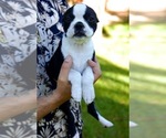 Small #6 Boston Terrier