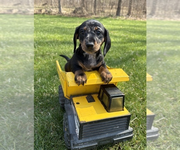 Medium Photo #4 Dachshund Puppy For Sale in MIDDLEBURY, IN, USA