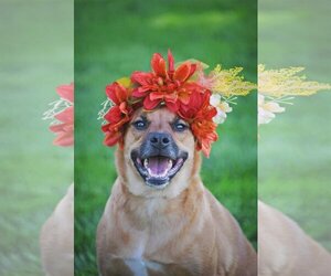 Rae - Female Labrador Retriever-Unknown Mix Dog for Adoption - Photo #9