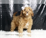 Puppy F1BB Peaches Cavapoo