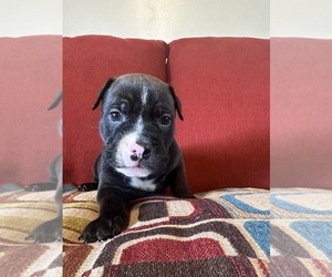 American Bully Puppy for sale in AUGUSTA, GA, USA