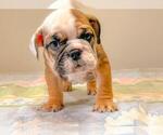 Small Photo #1 Bulldog Puppy For Sale in LAS VEGAS, NV, USA