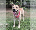 Small Huskies -Labrador Retriever Mix