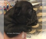 Small Photo #7 French Bulldog Puppy For Sale in CORPUS CHRISTI, TX, USA