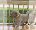 Small Photo #19 Goldendoodle Puppy For Sale in MARYVILLE, MO, USA