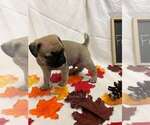 Small #2 Pug