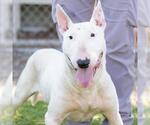 Small #1 Bull Terrier