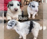 Puppy Oslo Australian Shepherd