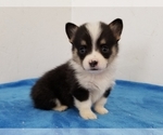 Small Photo #3 Pembroke Welsh Corgi Puppy For Sale in CLARK, MO, USA