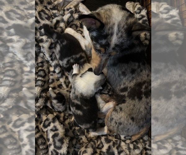 Medium Photo #6 Pembroke Welsh Corgi Puppy For Sale in GRAFTON, OH, USA