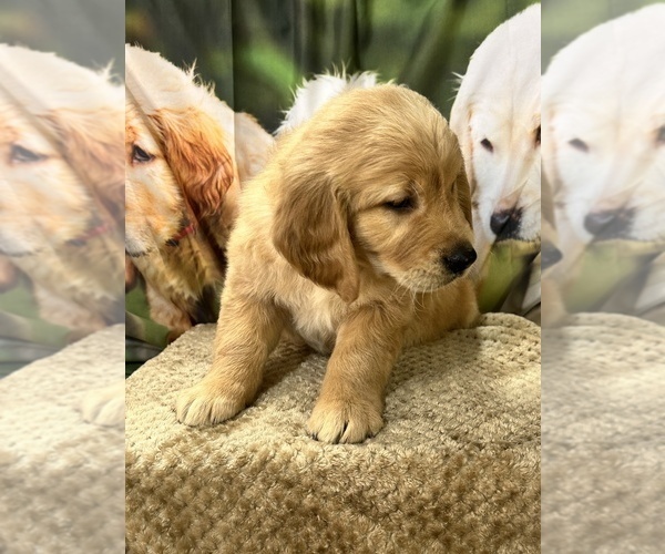 Medium Photo #8 Golden Retriever Puppy For Sale in BRANDON, FL, USA
