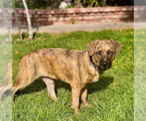 Medium Photo #6 Plott Hound-Unknown Mix Puppy For Sale in San Juan Capistrano, CA, USA