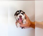 Small #7 Mutt