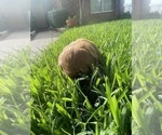Small #18 Golden Retriever
